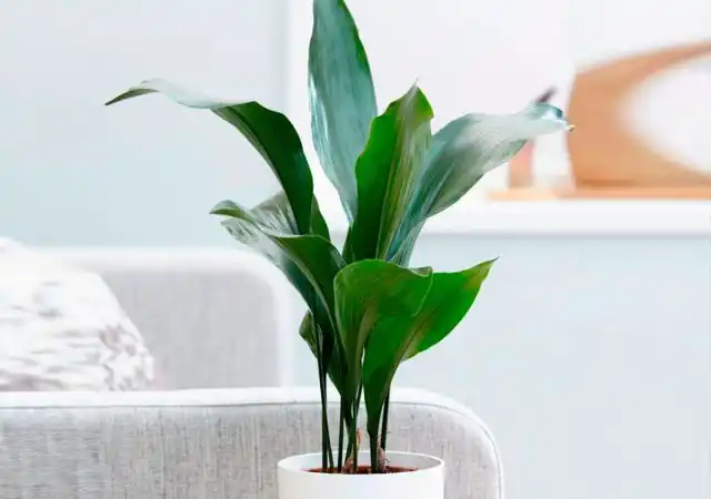 При всей своей непритязательности аспидистра выглядит настолько эффектно, что достойно займет центральное место в цветочной коллекции и подчеркнет стиль интерьера