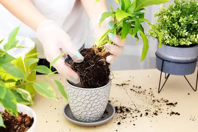 Если при покупке мы осмотрели растение, и его состояние нас вполне устроило, то, как уже говорилось, отправляем его в карантин, а после этого обязательно пересаживаем