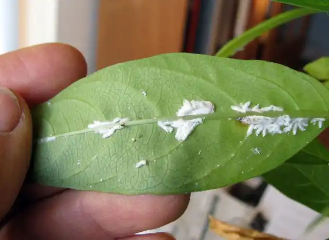 Важно регулярно осматривать растения и, если заметили что-то подозрительное, сразу же принимать меры: использовать специальные препараты (инсектициды – от насекомых, фунгициды – от болезней)