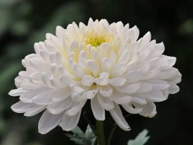 Хоть три недели, хоть месяц – легко. Не зря хризантема считается одним из самых долгоиграющих цветков. А сколько расцветок – не счесть