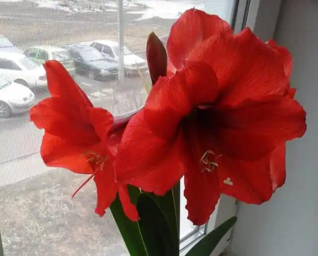 Своевременно удаляйте усохшие цветы гиппеаструма. Это способствует большему раскрытию остальных бутонов. А также экономии энергии на вызревание семян. После цветения срежьте увядшее соцветие полностью