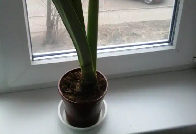 Осенью у гиппеаструма наступает период покоя. Он может продлиться до 5 месяцев. В конце сентября обрежьте усохшие листья. Прекратите полив. Горшечная смесь спящих луковиц должна оставаться сухой