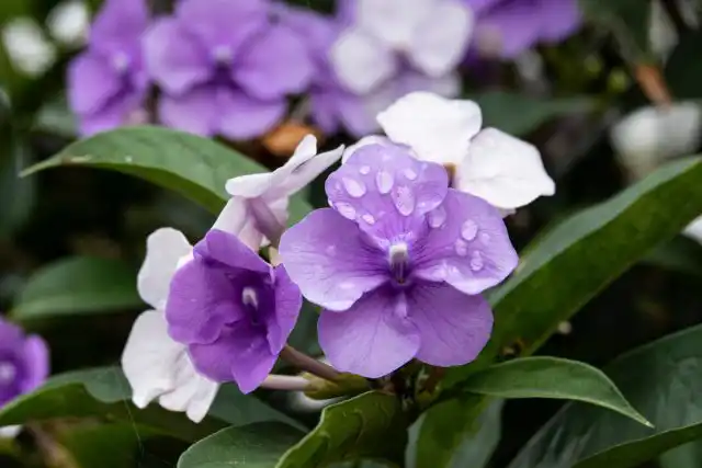 Брунфельсия (Brunfelsia)