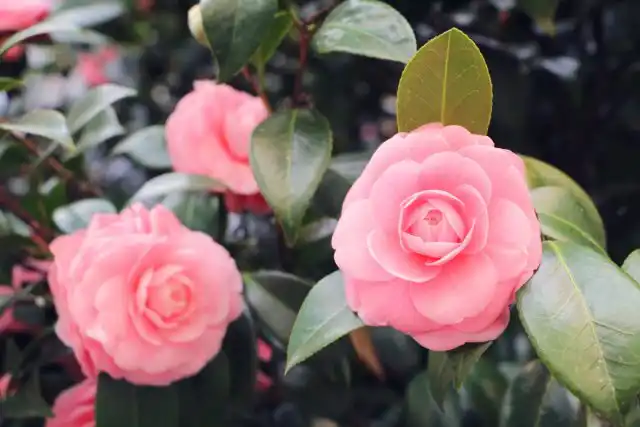 Камелия (Camellia)