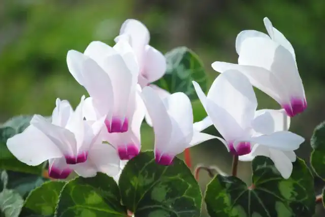 Цикламен (Cyclamen)