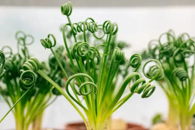 Альбука спиральная (Albuca spiralis)