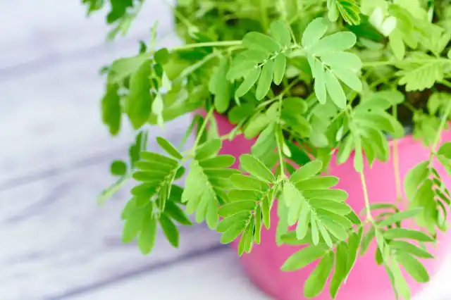 Мимоза стыдливая (Mimosa pudica)