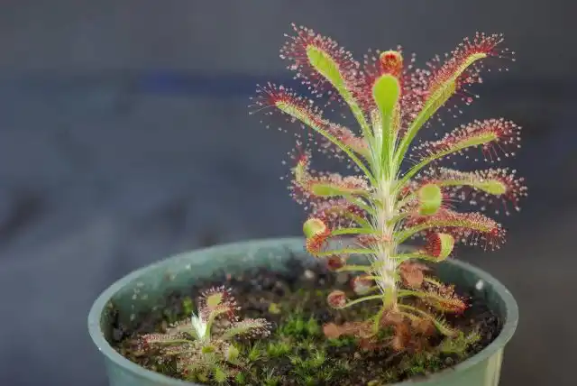 Росянка (Droseraceae)