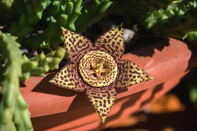 Стапелия (Stapelia)