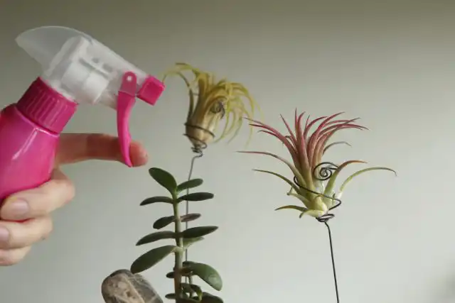 В идеале, если влажность вокруг растения будет не ниже 60%, а еще лучше – 80%. Поэтому опрыскивания должны стать ежедневным ритуалом (если температура в комнате не ниже 16 градусов)