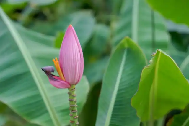 У мохнатого банана достаточно широкий температурный диапазон: от 18 до 26-30˚С. При температуре ниже 16˚ даже в летнее время ростовые процессы останавливаются