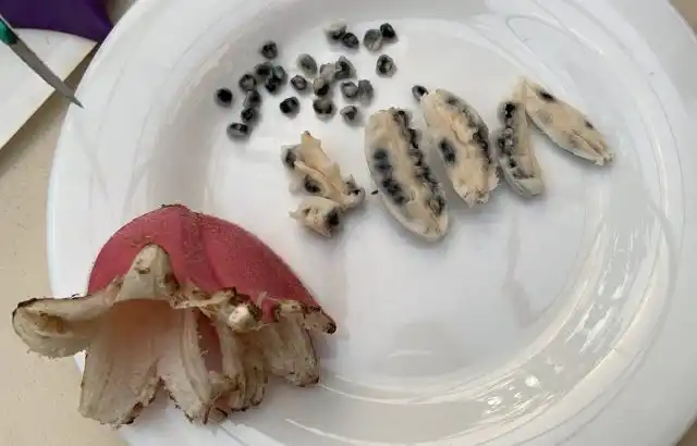 Прорастание розового банана из семян займет не один месяц: по разным данным этот процесс длится от 3 недель до полугода