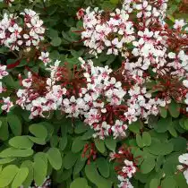 Баухиния щитковидная (Bauhinia corymbosa)
