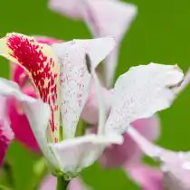 Баухиния одинокая (Bauhinia monandra)