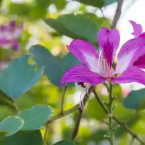 Баухиния пурпурная (Bauhinia purpurea)
