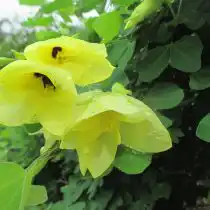 Баухиния войлочная (Bauhinia tomentosa)