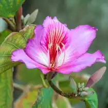 Баухиния пёстрая (Bauhinia variegata)