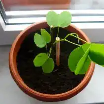 Уже подросшее растение