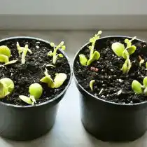 Прорастание баухании происходит быстро — где то в течение 1-2 недель