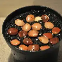 Перед посевом семечки баухании предварительно скарифицируют и замачивают