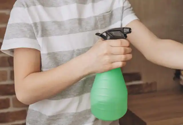 Баухиния не требует регулярного опрыскивания. Однако, в зимний период, если цветок расположен около батареи, пару раз в месяц опрыскать все-таки придется