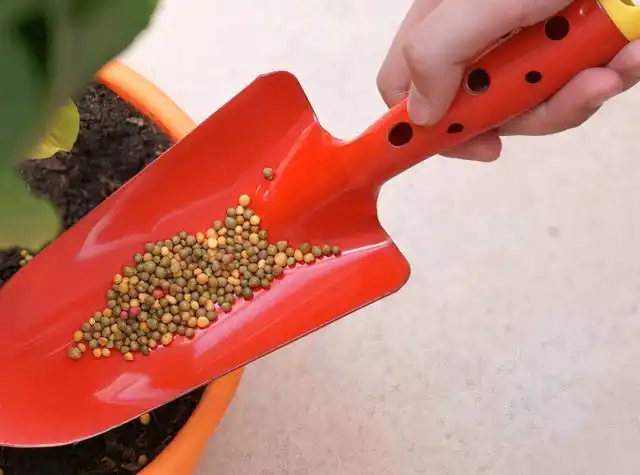 Для развития орхидейное дерево нуждается во всех элементах, поэтому для подкормок можно воспользоваться любым комплексным средством для цветущих комнатных растений