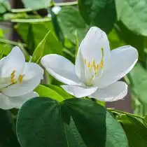 Баухиния заострённая или малайзийская (Bauhinia acuminate)
