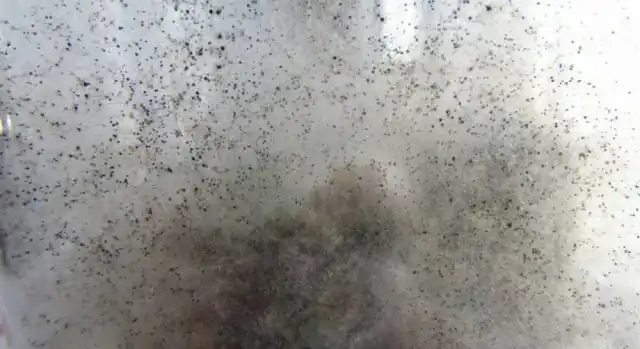 Черная плесень (Aspergillus niger) встречается редко в почве, но очень сложно устраняется. Она опасна как для растений, так и людей и животных