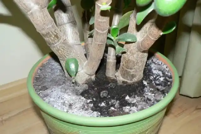 Белая плесень (Mucor) – наиболее часто посещающий комнатные растения вид. На фоне повышенной влажности гриб активно питается гниющей органикой и распространяет споры