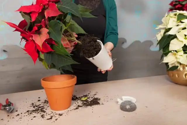 Процедуры эти хорошие, даже необходимые, но цветение могут отложить на неопределенный срок. Потому как растению нужно будет еще окрепнуть, и только потом набирать бутоны