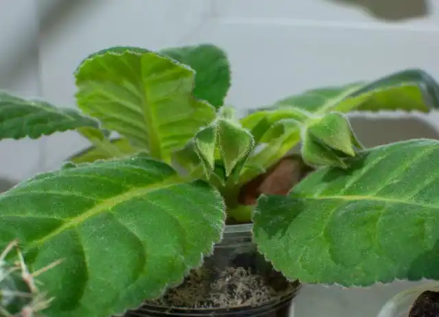 важно знать, что некоторым цветам, например, пуансеттии, цикламену, гиппеаструму, глоксинии, в период покоя требуется обеспечить особые условия освещения, температуры и увлажнения. Иначе в следующем сезоне они вряд ли зацветут