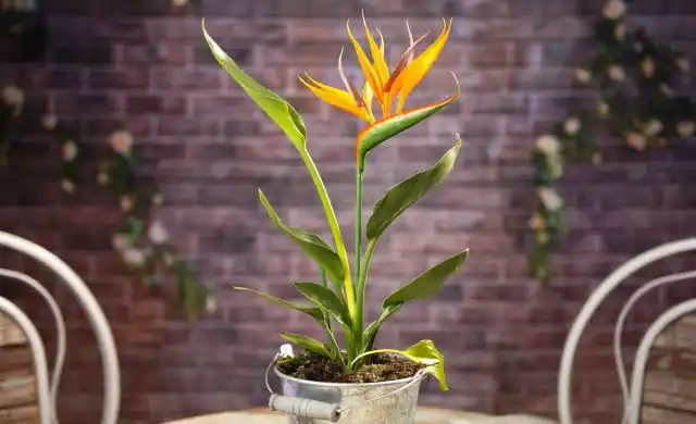 По форме стрелиция напоминает банан или пальму, поэтому южная атмосфера помещению обеспечена. Весной экзотическая гостья зацветает. Когда одни цветки увядают, на смену им приходят новые и новые