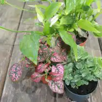 Главное правило при выборе растений для флорариума – они должны иметь схожие требования к содержанию