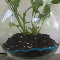 В подготовленный грунт помещаем наши растения