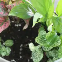 Когда растения высажены, начинаем декорирование