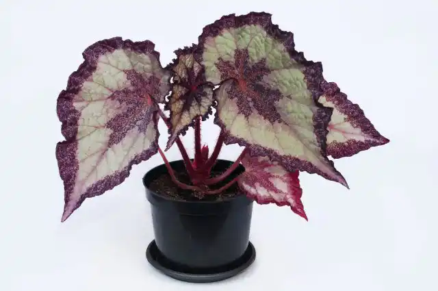Бегония королевская (Begonia rex)