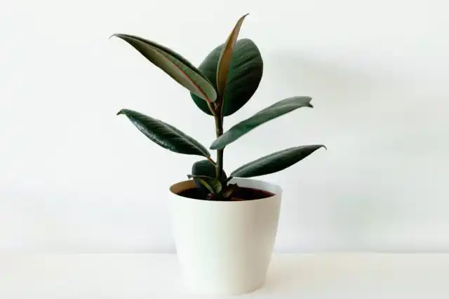 Фикус каучуконосный (Ficus elastica)