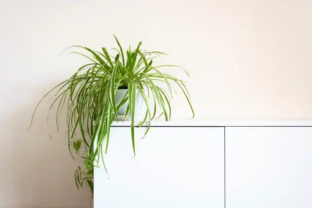 Хлорофитум хохлатый (Chlorophytum comosum)