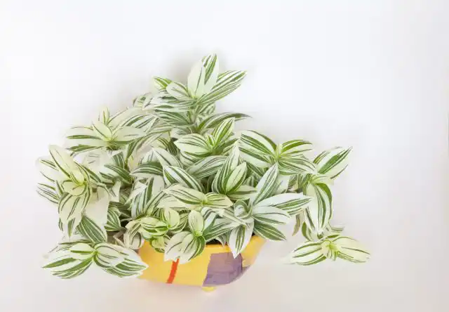 Традесканция белоцветковая (Tradescantia fluminensis)