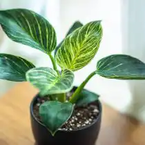 Экземпляры, хорошо растущие даже при минимальном количестве солнечного света, в основном это декоративно-лиственные (папоротник, филодендрон, монстера, хлорофитум хохлатый и др.) будут прекрасно себя чувствовать на северном окне