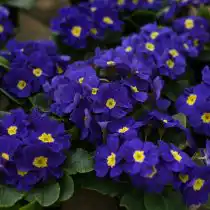 Примула обратноконическая (Primula obconica)