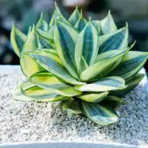 Сансевиерия трехполосная (Sansevieria trifasciata)