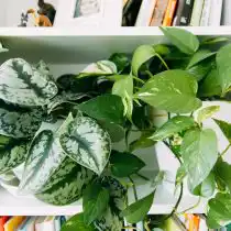 Сциндапсус Пиктус (Scindapsus pictus)