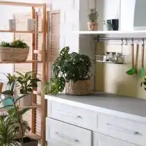 Озеленение кухни
