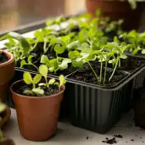 Кухонные садики с пряно-ароматическими растениями прекрасно дополнят ваши «джунгли»