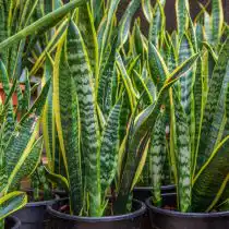 Сансивиерия