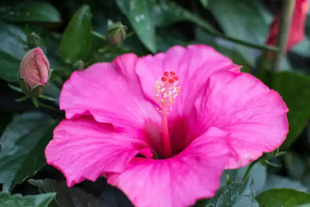 Гибискус китайский (Hibiscus rosa-sinensis L.)