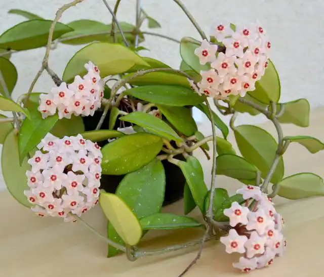 Хойя мясистая (Hoya carnosa)