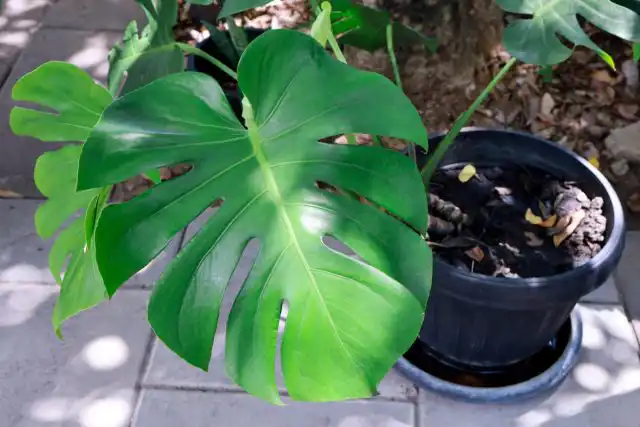 Монстера деликатесная (Monstera deliciosa Liebm.)