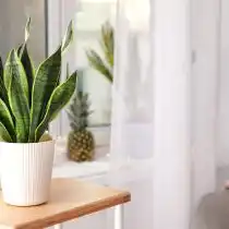 Сансевиерия трехполосная (Sansevieria trifasciata)